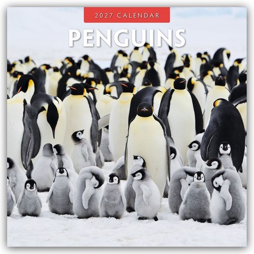 Penguins pinguine 2027 - penguins,